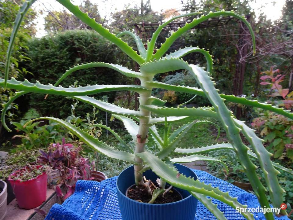 Aloes leczniczy kaktus sukulent domowy małopolskie Nowy Sącz