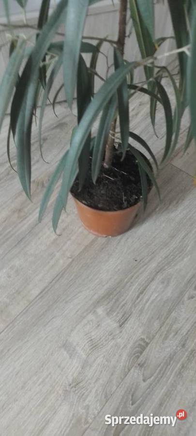 Fikus Wierzbolistny Alii 100 małopolskie sprzedam