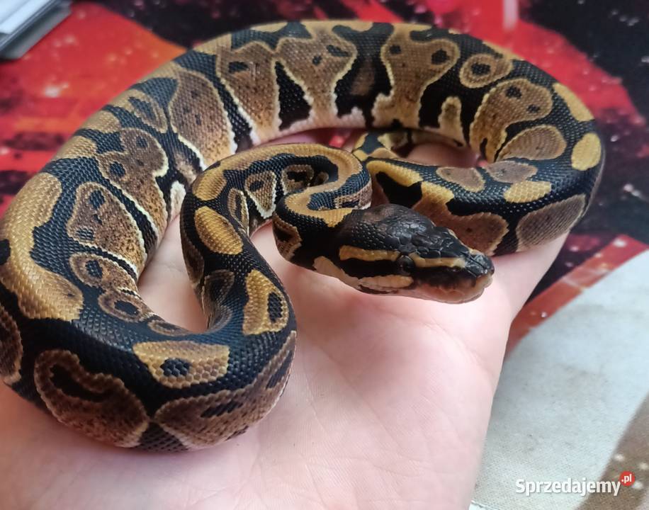 Pyton królewski samica młoda mazowieckie sprzedam