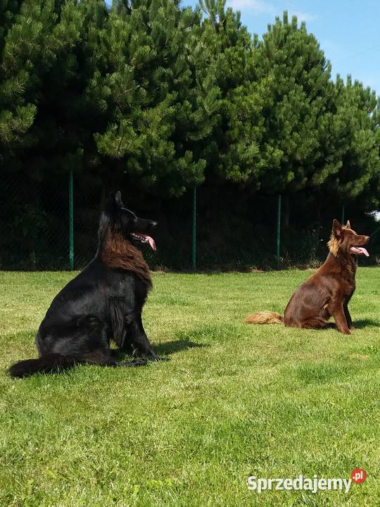 Owczarek niemiecki Black i Liver opisie śląskie sprzedam