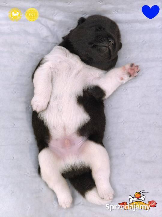 Szczenięta AKITA AMERYKAŃSKA sunia i samiec Poddębice