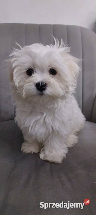 Maltańczyk z rodowodem UCI Ropczyce sprzedam