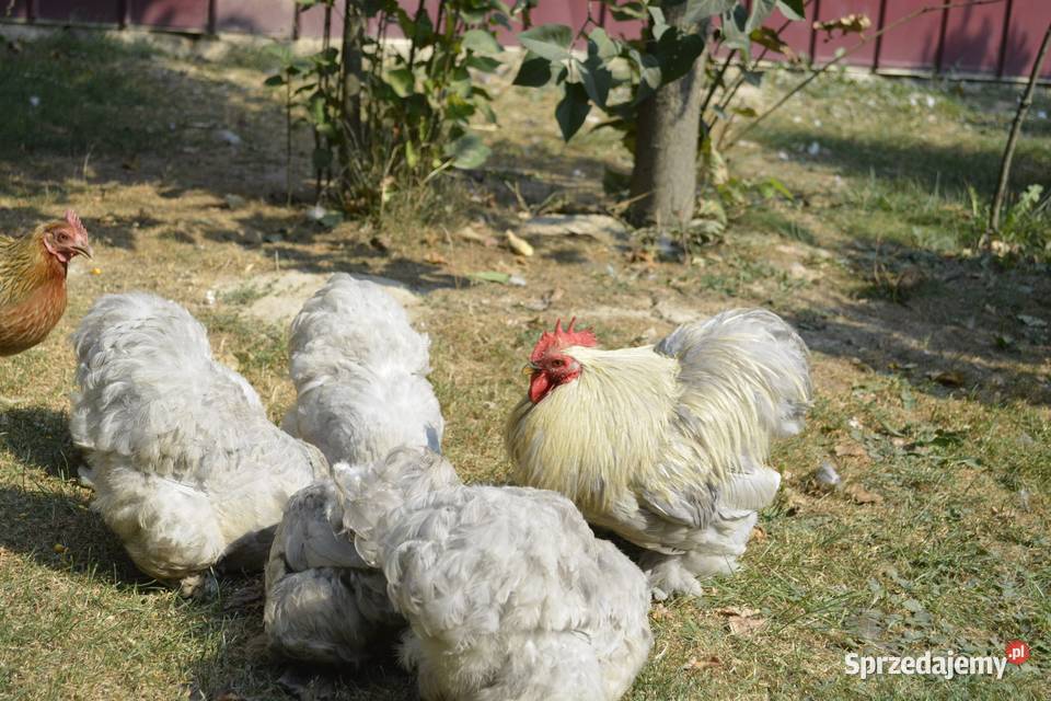 Kury feniksy białe i czerwone Rzeszów