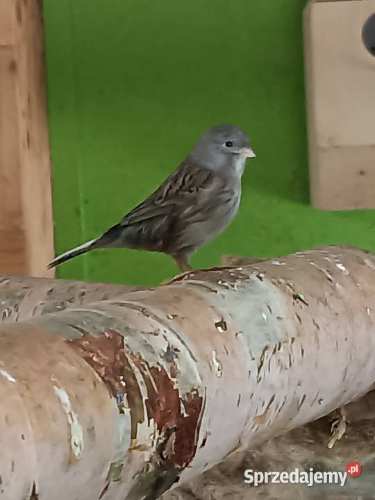 Kanarki glostery zeberki Zwierzęta