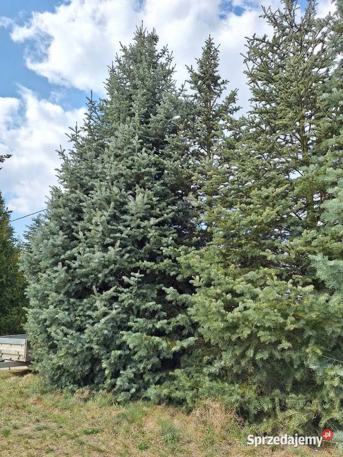 Piękna Jodła Kalifornijska Iglaste Gracze