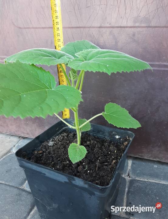 Drzewa tlenowe oxygen tree paulownia sadzonki mazowieckie