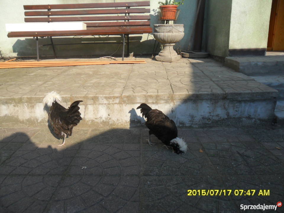 Koguciki Czubatka polska bezbroda wielkopolskie Strzałkowo