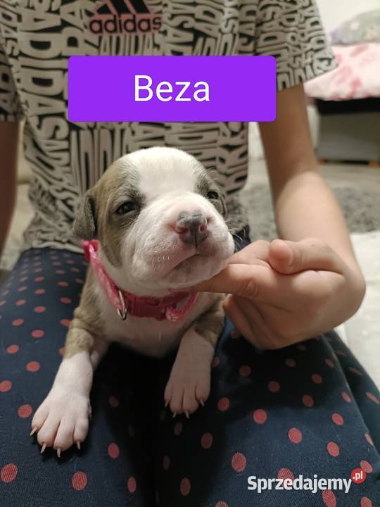 Szczenięta amstaff rodowód Wyszków sprzedam