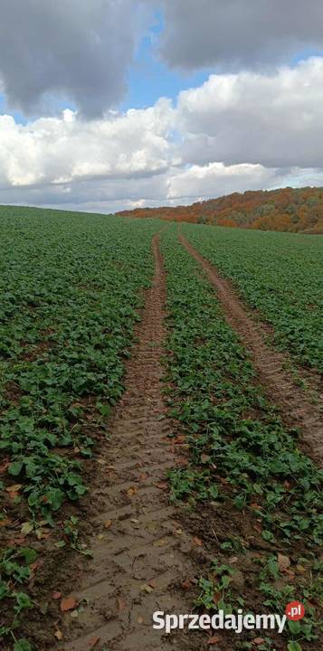 Sprzedam amazone ad 303 lubelskie