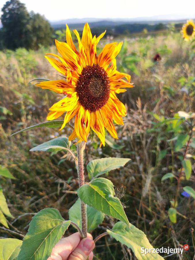Słonecznik dekoracyjny kwiat cięty Wrocław