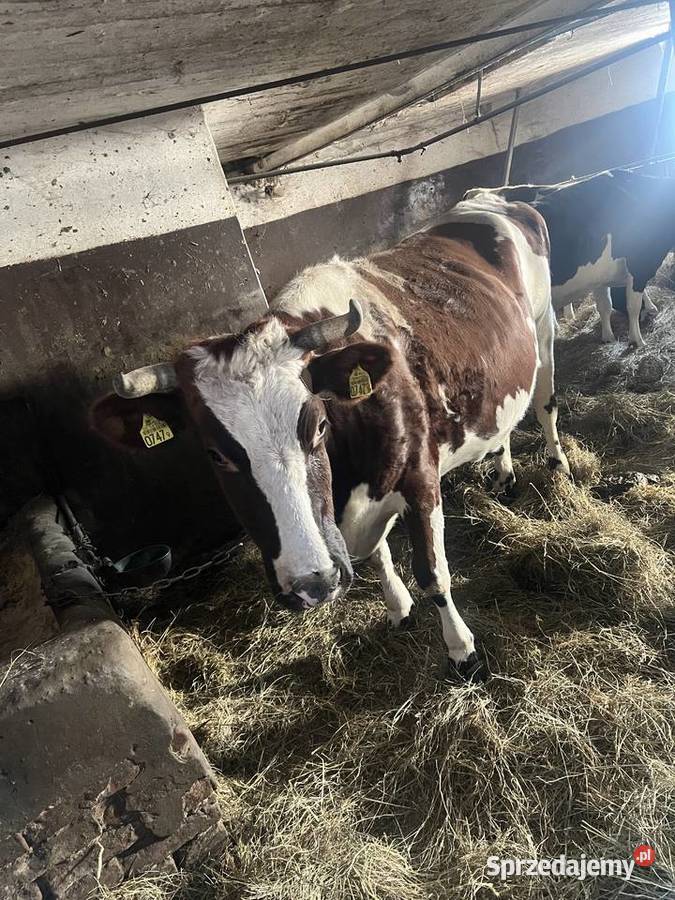 Krowa mleczna cielna termin marzec kwiecień Giełda zwierząt Śniatycze