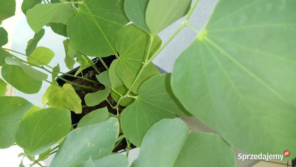Aloes leczniczy Liściaste mazowieckie Warszawa