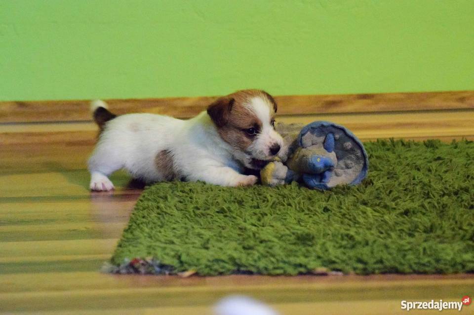Jack Russell Terrier szczenięta z rodowodem ZKwP