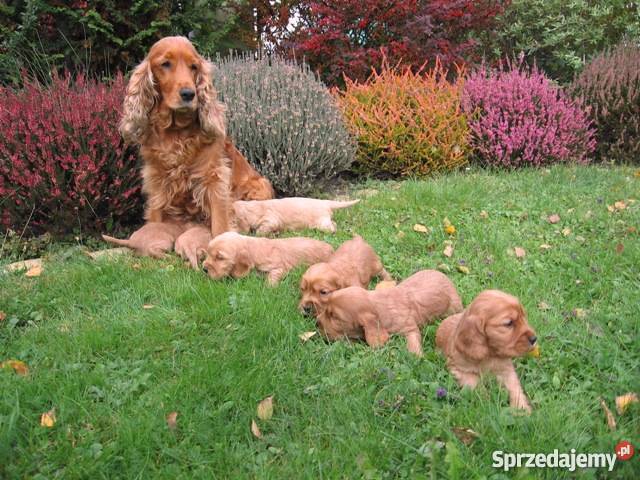złote szczeniaki suczka COCKER SPANIEL Malec
