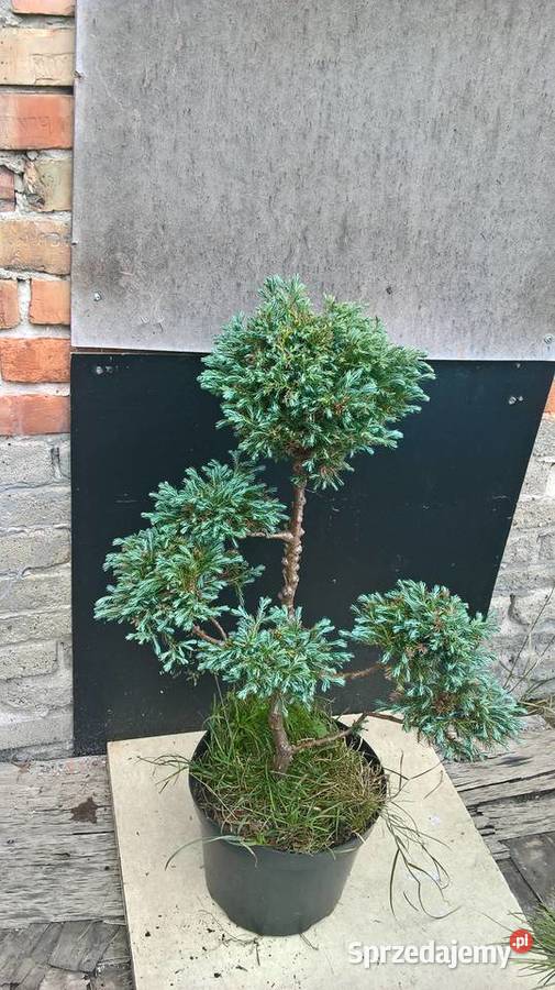Krzewy FormowaneIglaki Bonsai Iglaste Mszczonów