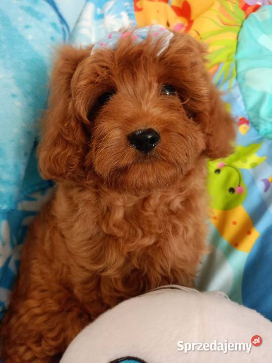 Cavapoo f1b Miechów