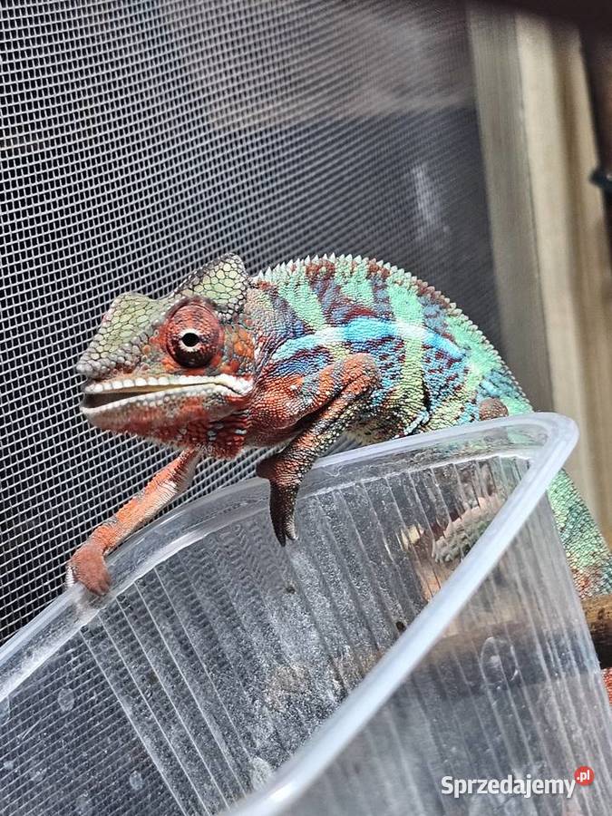 Kameleon lamparci Kraków