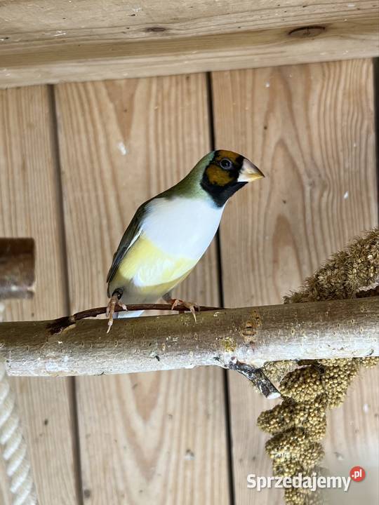 Amadyna wspaniała samiczka 2025 r Ruda Śląska