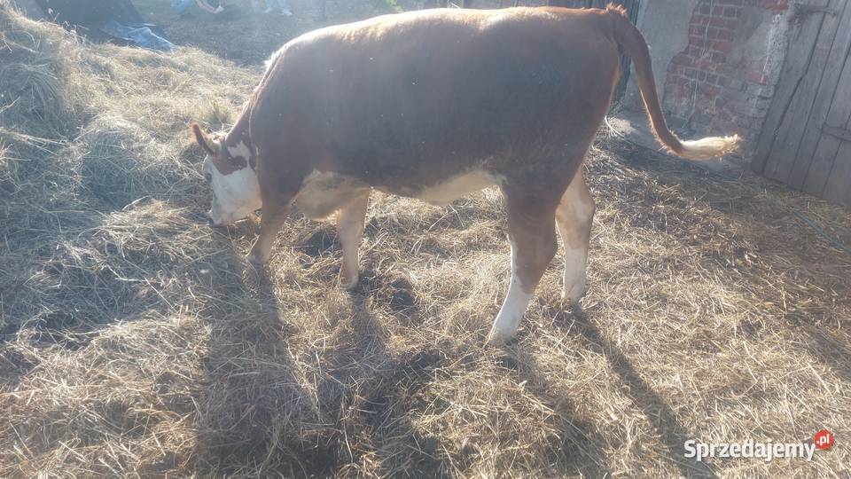 Jałówki 2 sztuki Pozostałe Pruszcz