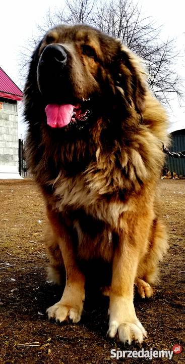 Owczarek Kaukaskiszczeniaki Babiak