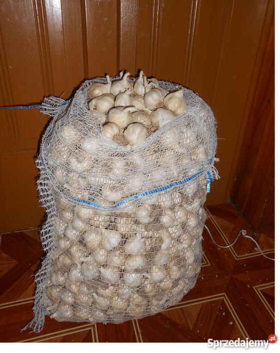 Czosnek wiosenny do sadzenia do jedzenia Skała