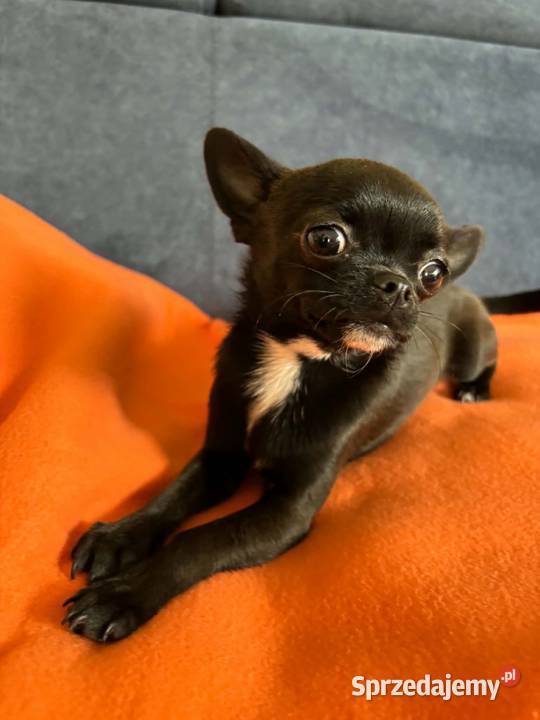 Piesek Chihuahua świętokrzyskie Busko-Zdrój