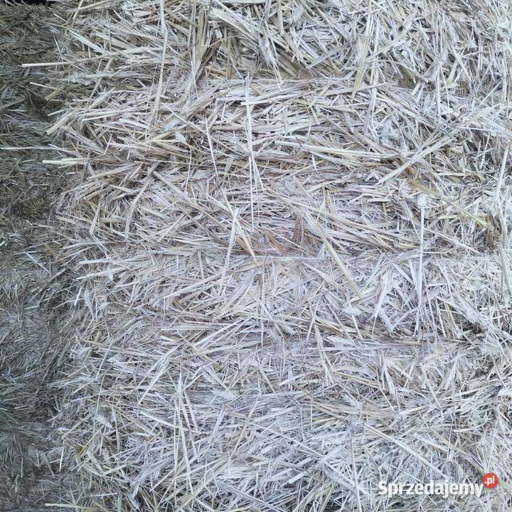 Sprzedam słomę Żytnią i Owsiankę 120120 Szóstka