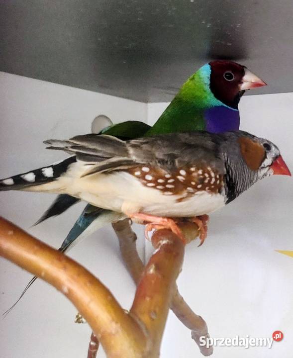 Amadyny wspaniałe Tarnów