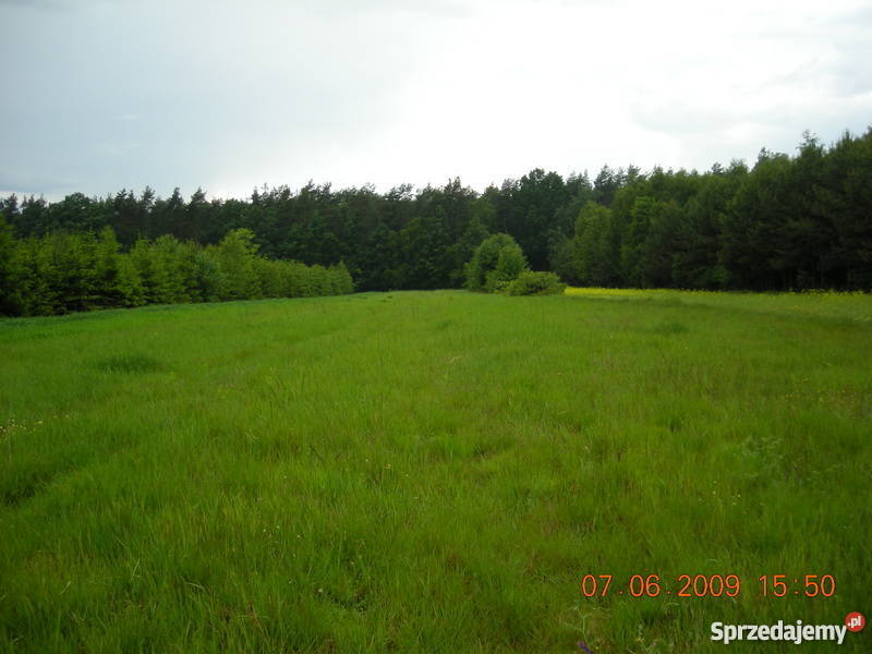 sprzedam grunt 3400m2 Grunty i działki Budy Chojnackie