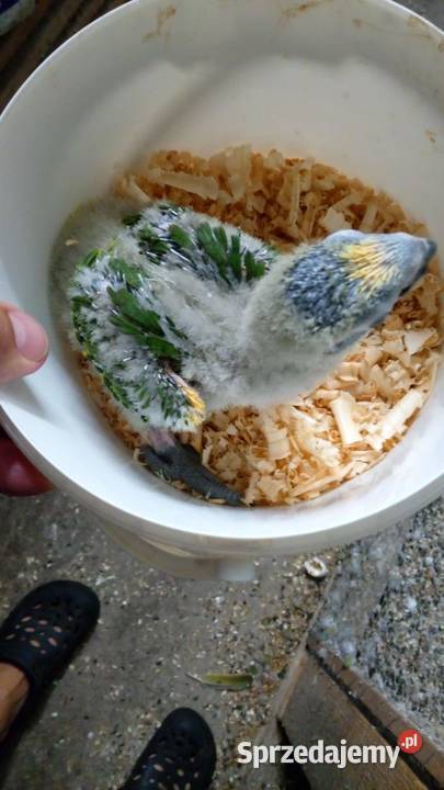 Amazonki niebieskoczelne pisklaki Ptaki Wodzisław Śląski