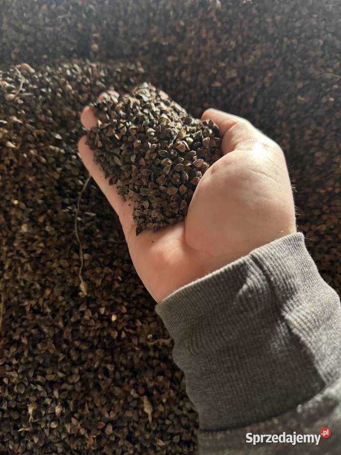 Gryka nie desykowana