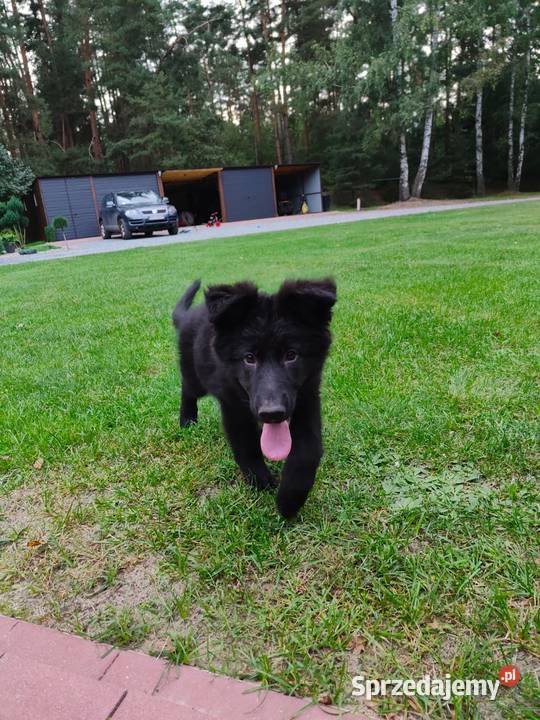 owczarek niemiecki długowłosy czarny suka