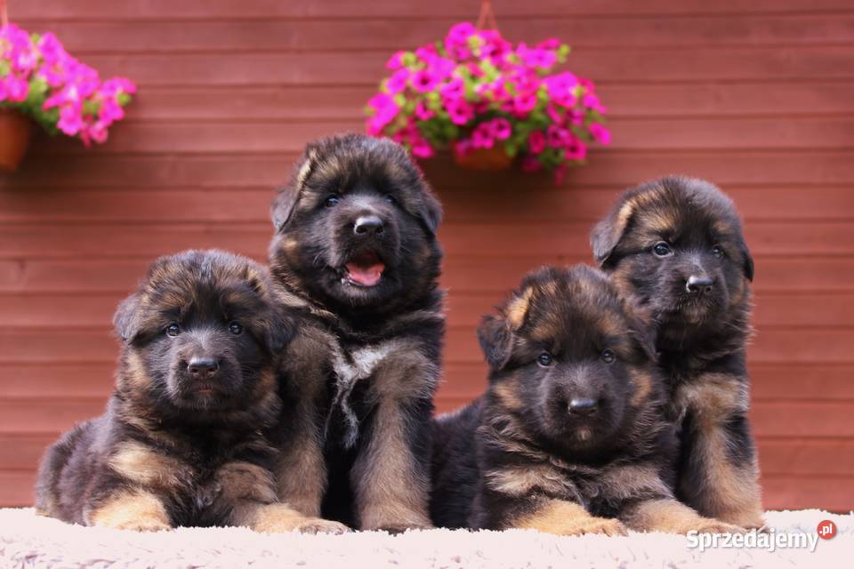 Owczarek Niemiecki FCI Duże Mocne Szczenięta Kraków sprzedam