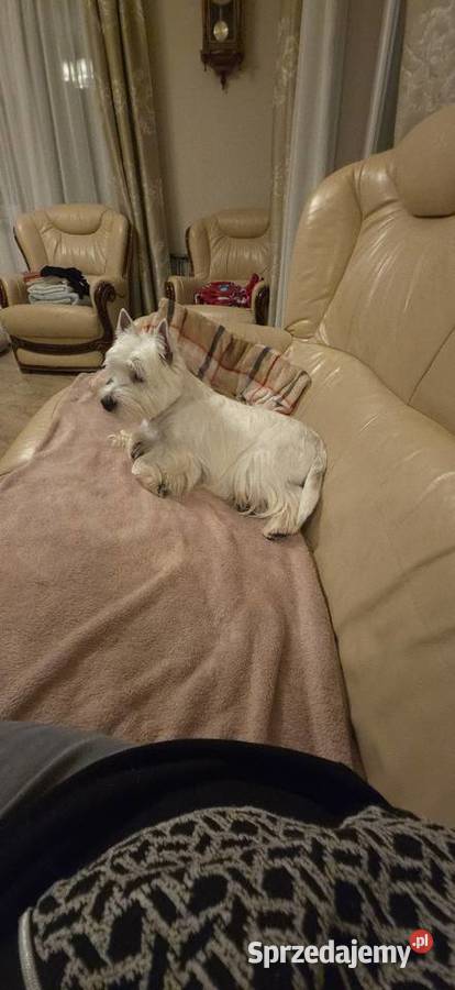 Suczka Wystawowa Championach West Highland white mazowieckie Chrośla