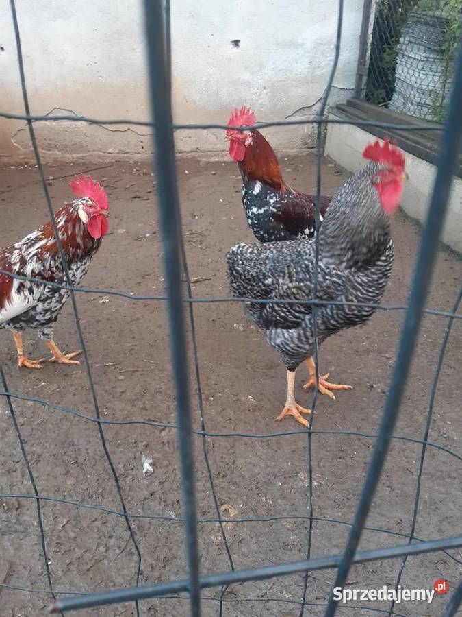 Koguty rasy Dominat Bielany