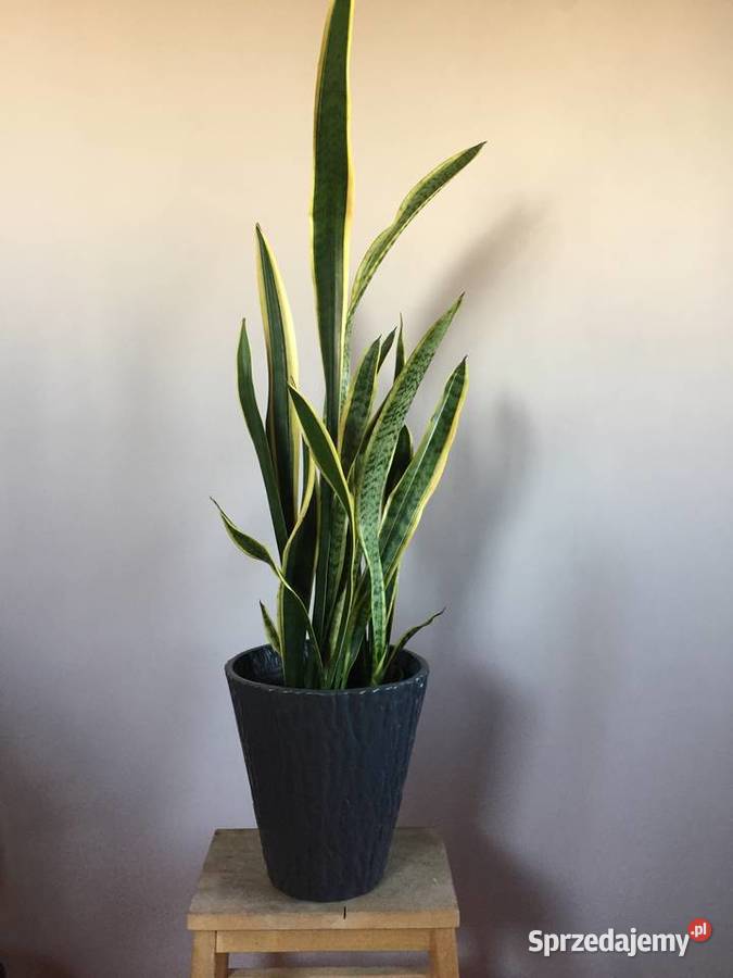 Kwiat Sansewieria Gorzów Wielkopolski
