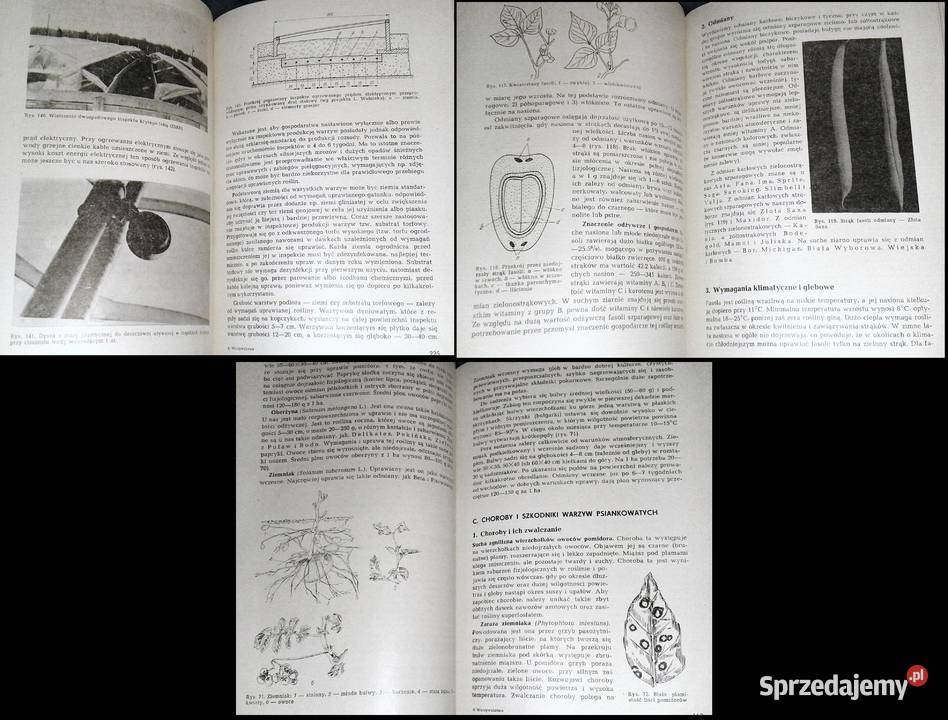 Warzywnictwo HLityński H Nieć Chełm