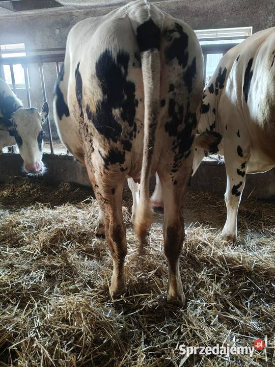 jałówki wysokocielne wielkopolskie Pępowo