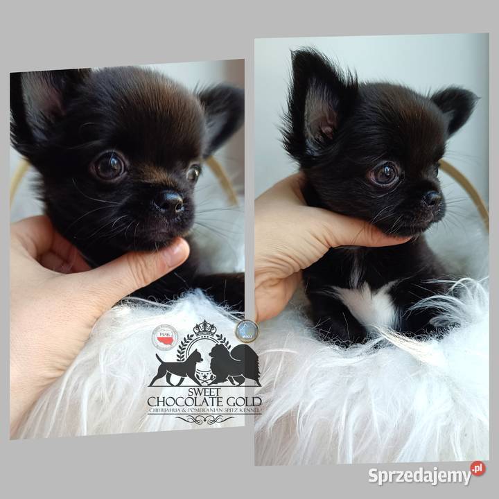 Chihuahua piesek długowłosy czarny rodowód