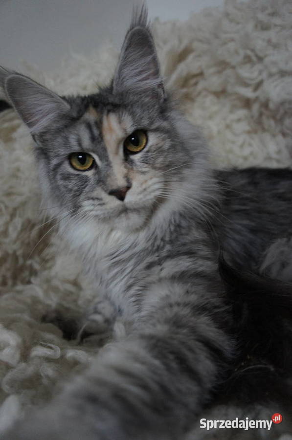 ponadprzeciętnej wielkości i urody Maine Coon Rzeszów