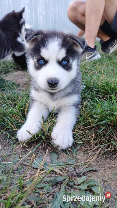 Zapowiedź Rasa Husky Siberian Męcina