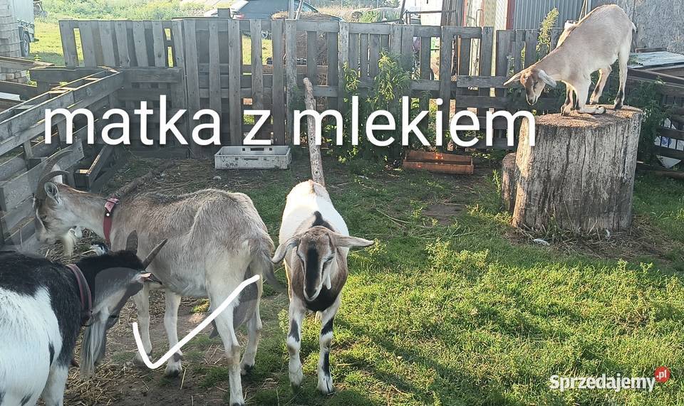 Koza z mlekiem koziołek i kózka kujawsko-pomorskie Wałdowo sprzedam