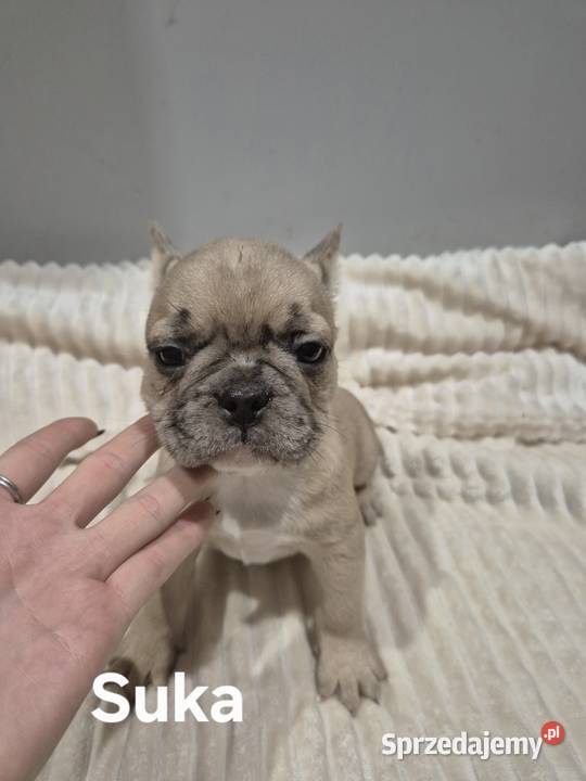 Pieski szukają nowego domu Gulinek