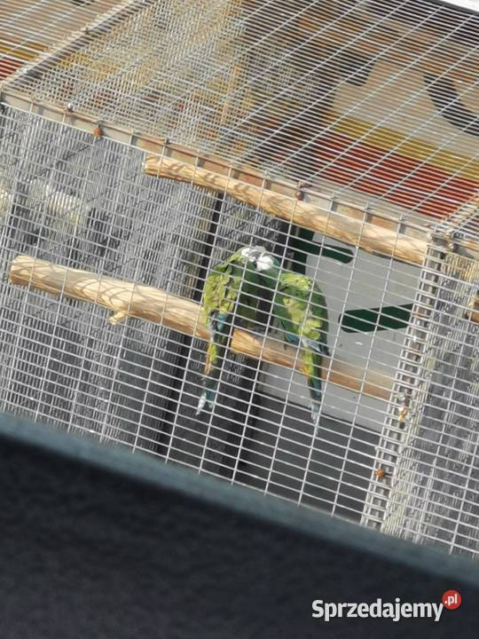 Ara Marakana Ary Marakana 2022r Para Grodzisk Wielkopolski sprzedam