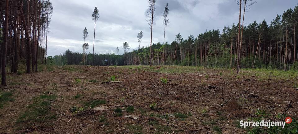 Działka leśna 242 ha całkowitym wyrębie drzew mazowieckie Daniłówka Druga
