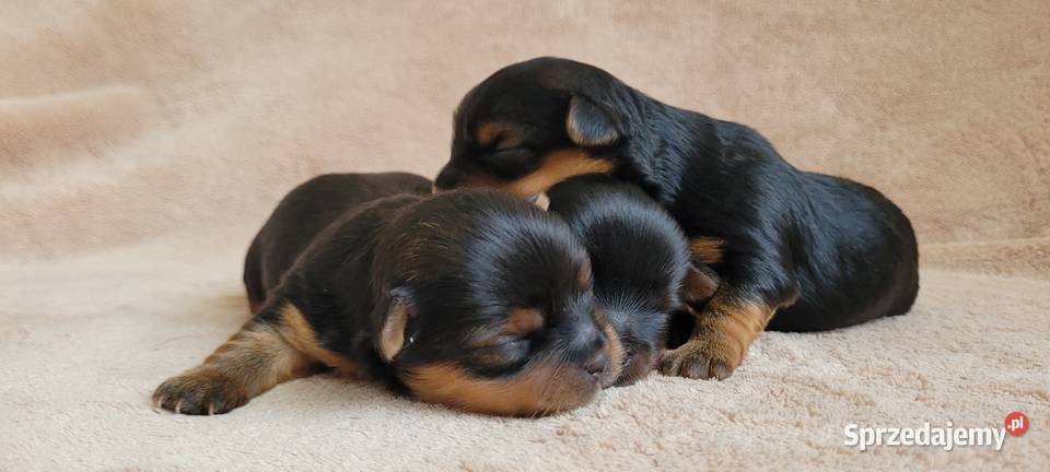 York yorkshire terrier szczeniak pieski suczki łódzkie Pajęczno