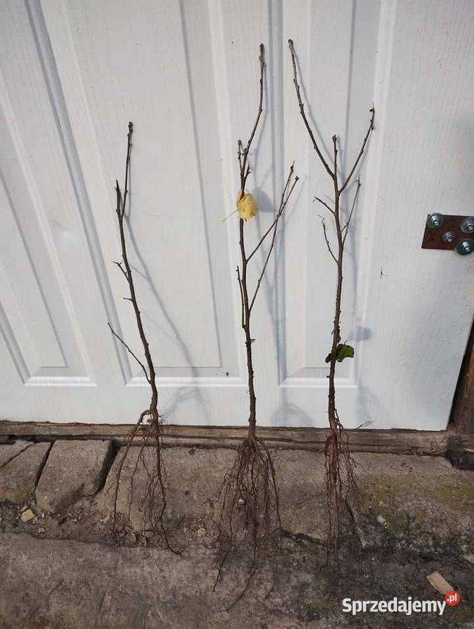 Sadzonki drzewek liściastych Lublin