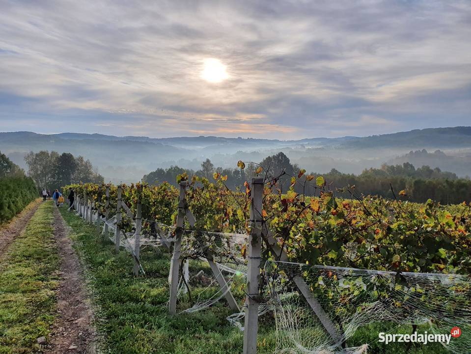 Funkcjonująca Winnica z infrastrukturą i podkarpackie Gwoźnica Górna sprzedam