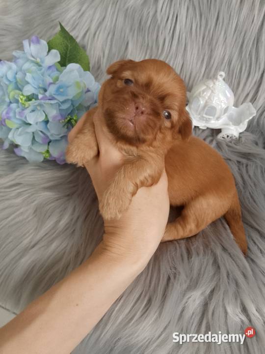 Unikatowy piesek rasy ShihTzu Namysłów