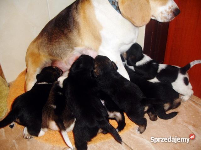 Szczeniaki beagle pół rasowe PODKARPACKIE Ruda Różaniecka